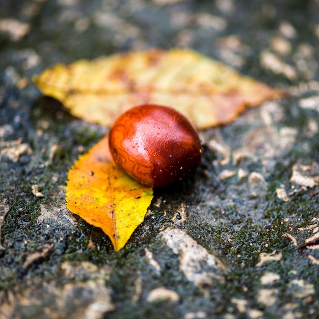 Foto primer plano de una castaña húmeda en hoja durante el otoño