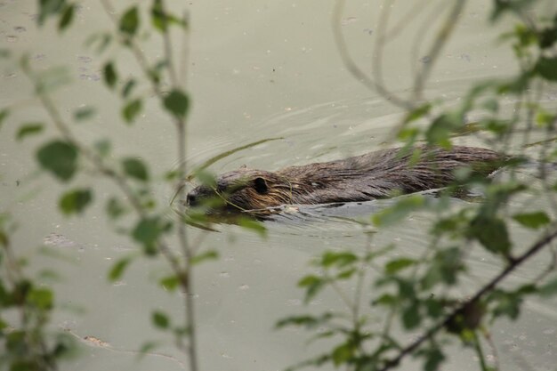 Foto primer plano de un castor nadando en el agua