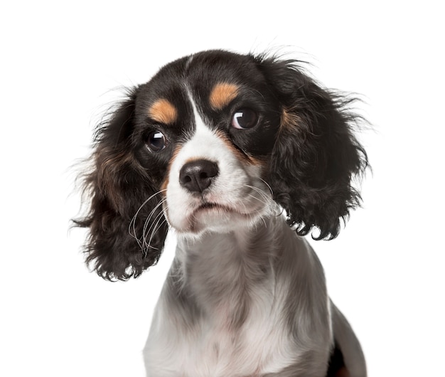 Primer plano de un Cavalier King Charles, aislado en blanco