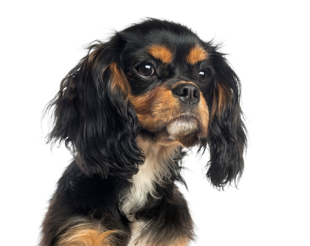 Primer plano de un Cavalier King Charles Spaniel aislado en blanco