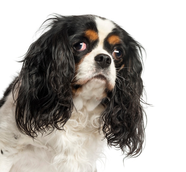 Primer plano de un Cavalier King Charles Spaniel