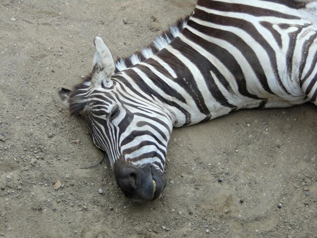 Foto un primer plano de una cebra dormida