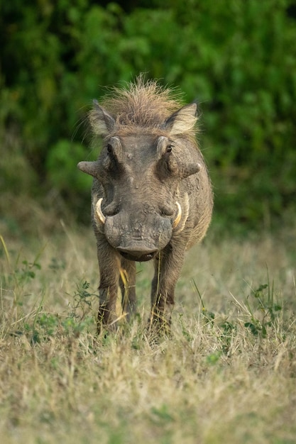 Primer plano de un cerdo en el campo