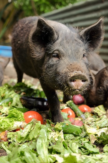 Foto primer plano de cerdos comiendo verduras