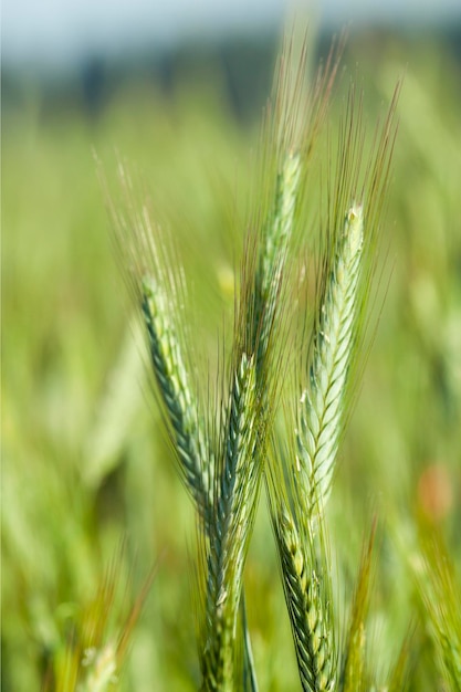 Primer plano de cereales verdes