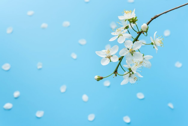 Primer plano de la cereza floreciente contra el fondo azul con pétalos. Símbolo de primavera.
