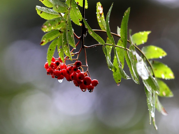 Foto primer plano de las cerezas en el árbol