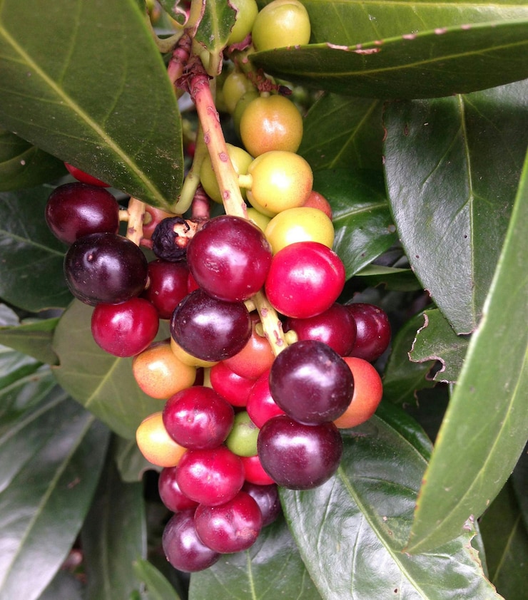 Foto primer plano de cerezas en el árbol