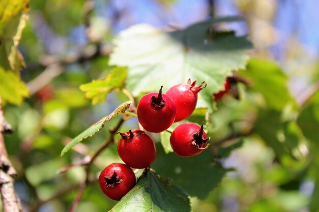 Foto primer plano de las cerezas en el árbol