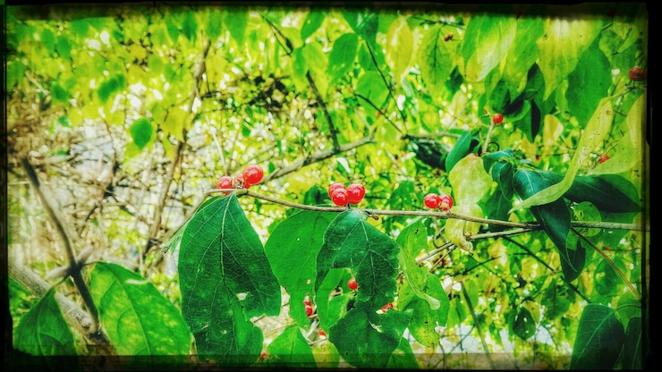 Foto primer plano de las cerezas en el árbol
