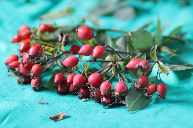 Primer plano de cerezas en el árbol