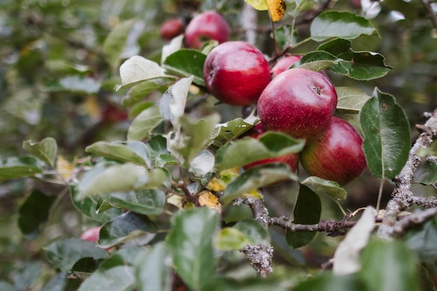 Foto primer plano de las cerezas que crecen en el árbol