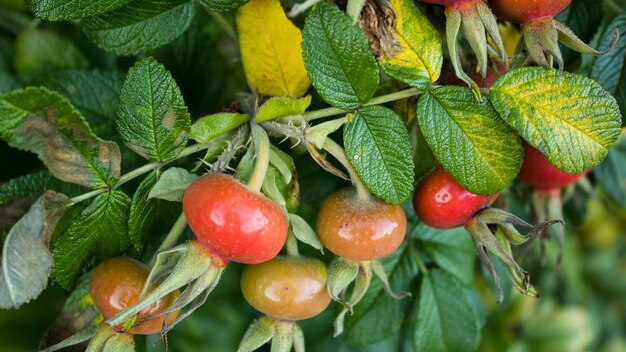 Foto primer plano de las cerezas que crecen en el árbol