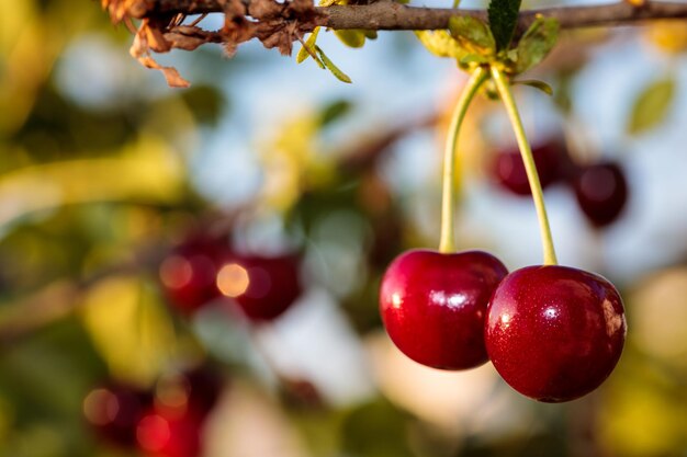 Foto primer plano de cerezas que crecen en la rama de un árbol