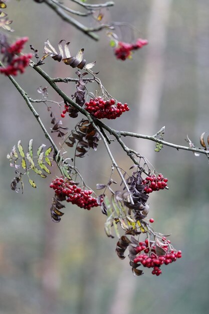 Primer plano de cerezas en las ramas contra un fondo borroso