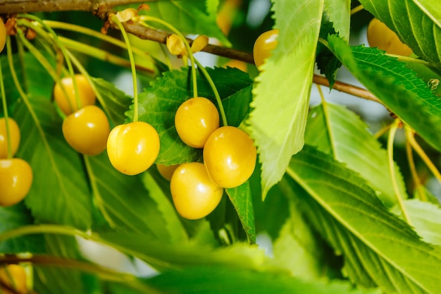 Primer plano de cerezas rojas amarillas dulces maduras en la rama