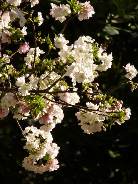 Foto un primer plano del cerezo blanco en flor