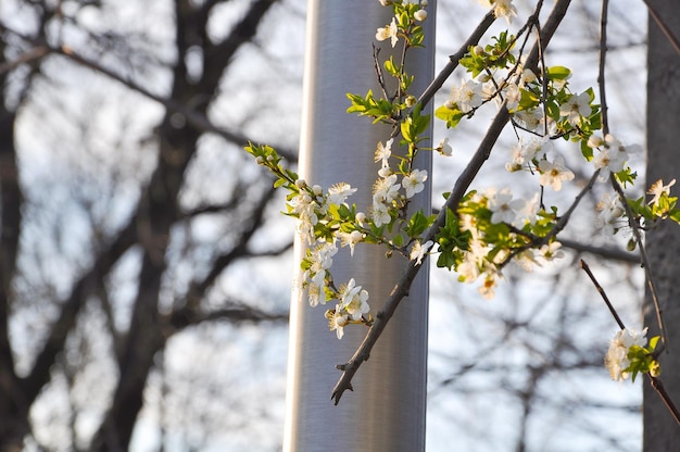 Foto un primer plano del cerezo blanco en flor