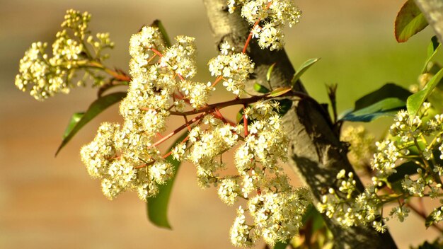 Un primer plano del cerezo en flor