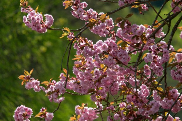 Foto un primer plano del cerezo en flor