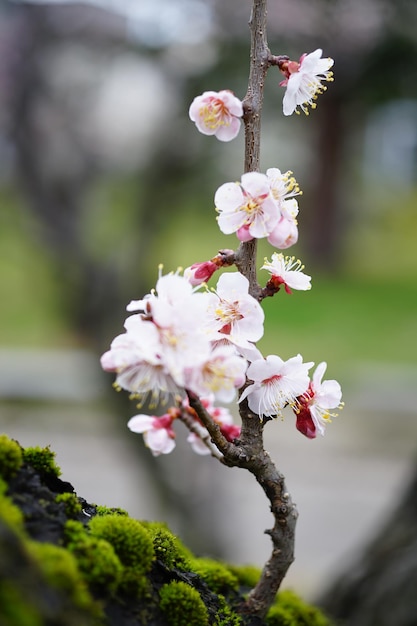 Foto un primer plano del cerezo en flor