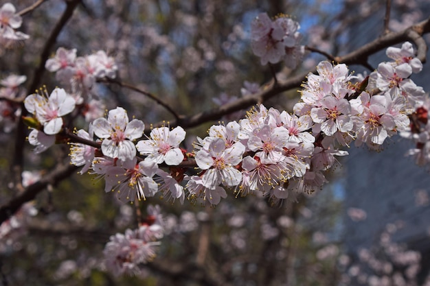 Un primer plano del cerezo en flor