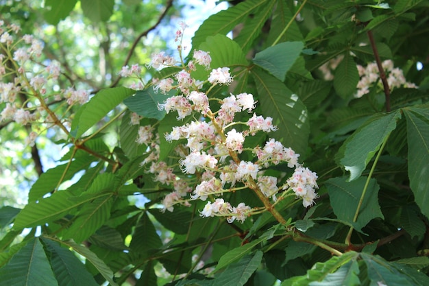 Un primer plano del cerezo en flor