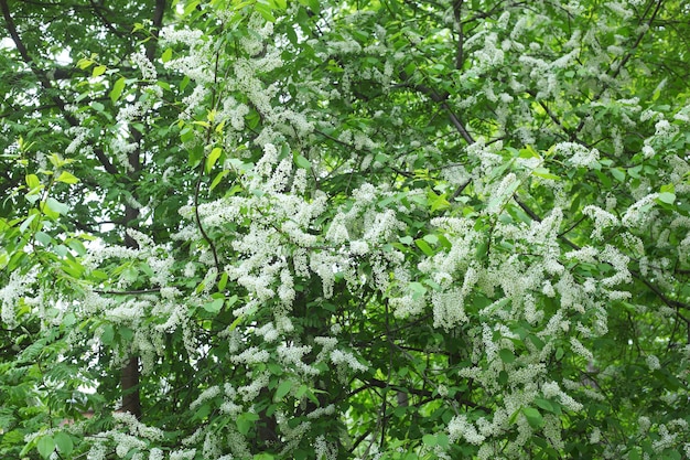 Primer plano de cerezo de pájaro blanco