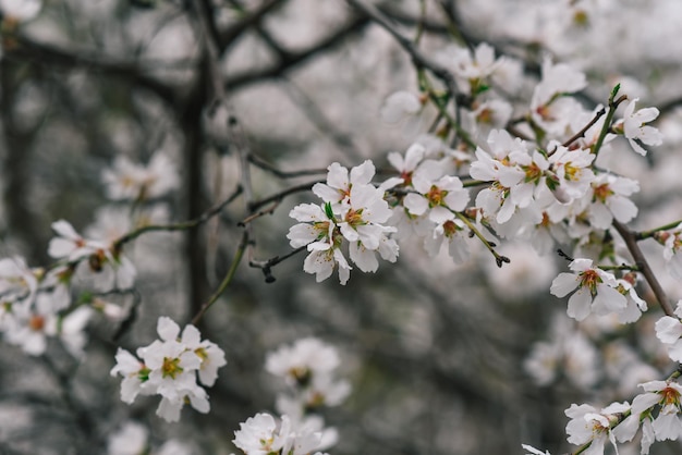 Un primer plano de un cerezo con la palabra cereza en él