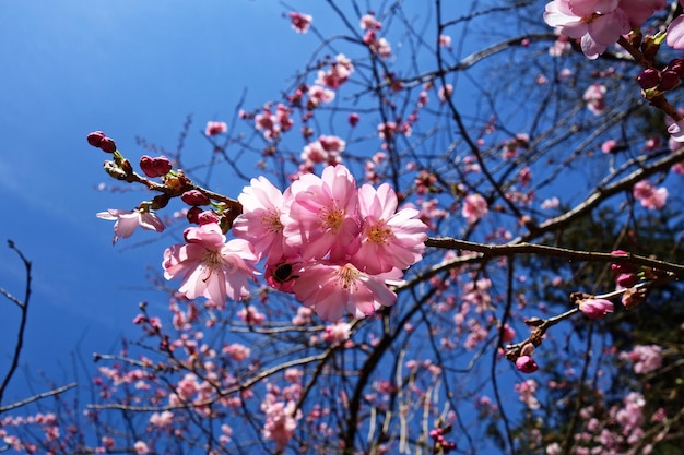 Foto primer plano de los cerezos en flor japoneses