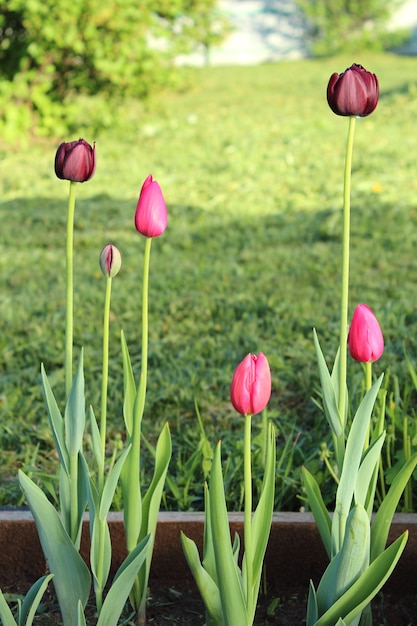 Primer plano cerrado capullos de tulipanes rosados y rojos en el jardín