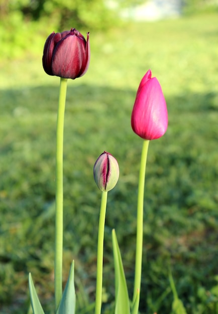 Primer plano cerrado capullos de tulipanes rosados y rojos