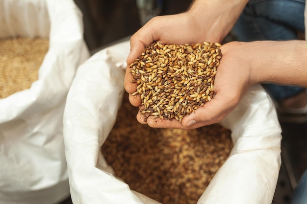 Primer plano de cervecero examinando granos de lúpulo en la bolsa