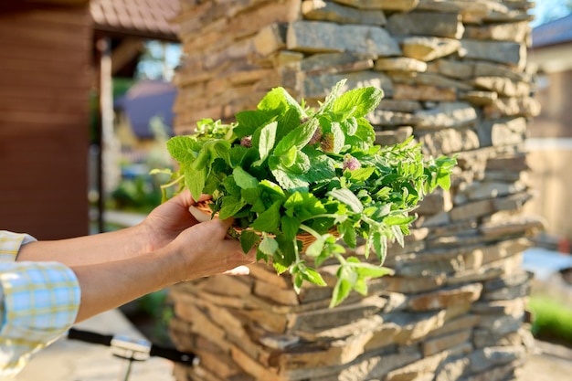 Primer plano de una cesta con hierbas frescas de menta, toronjil, romero, tomillo