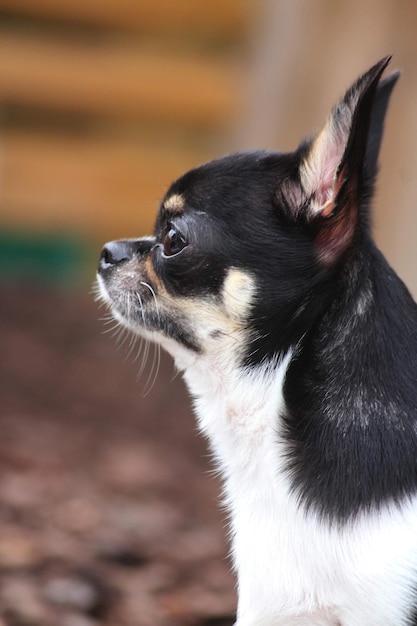 Foto un primer plano de un chihuahua