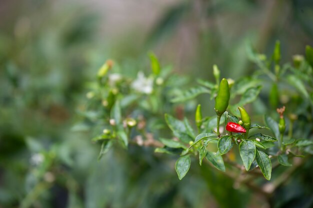 Primer plano de chiles en el jardín.