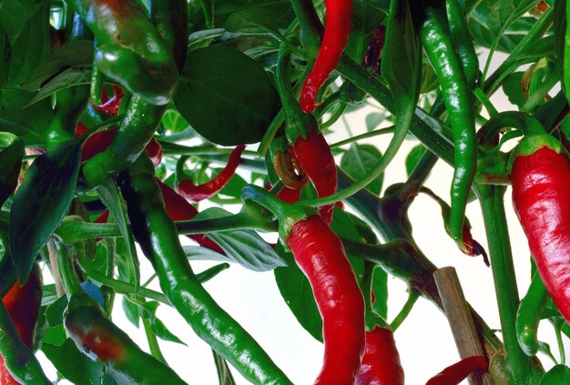 Foto primer plano de los chiles que crecen en la planta