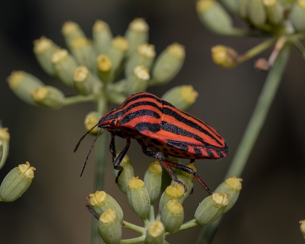 Primer plano de una chinche apestosa con rayas en una planta