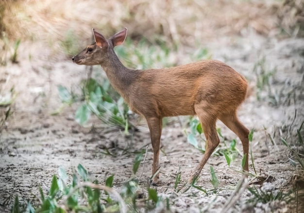 Primer plano de un ciervo en el campo