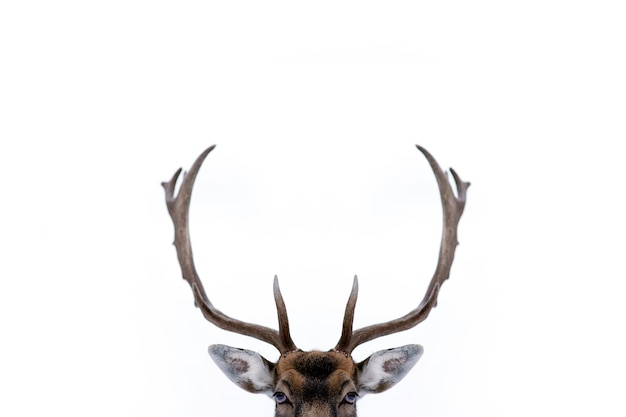 Foto primer plano de un ciervo sobre un fondo blanco