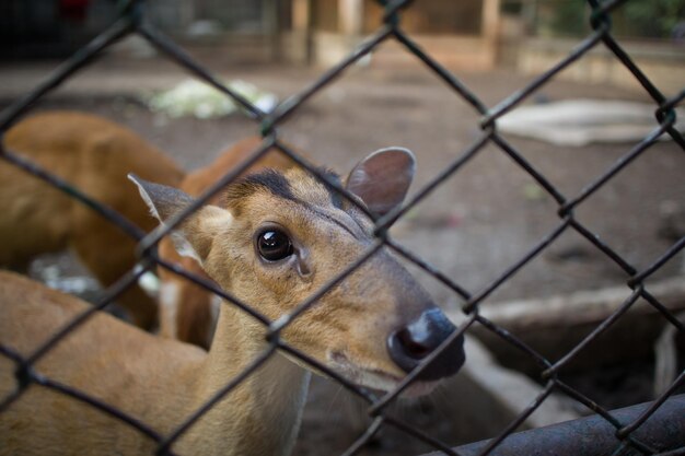 Primer plano de los ciervos en el zoológico