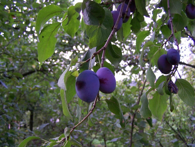 Foto primer plano de las ciruelas en el árbol