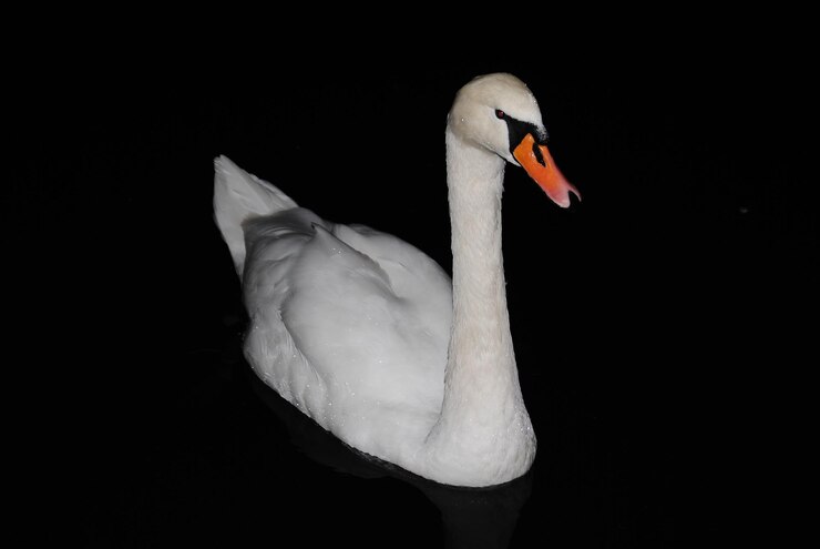 Foto primer plano de un cisne en el agua