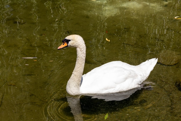 Primer plano de cisne blanco en un lago con agua verde oscuro