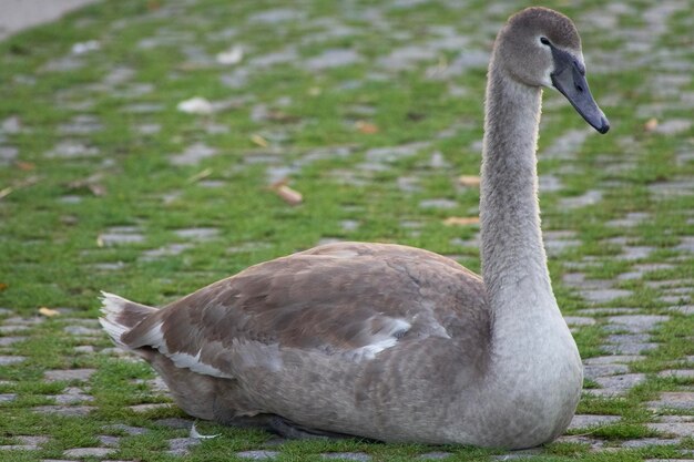 Foto primer plano de un cisne en la calle