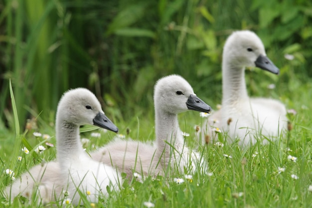 Primer plano de un cisne en el césped