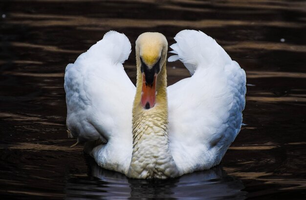 Foto primer plano de un cisne en el lago