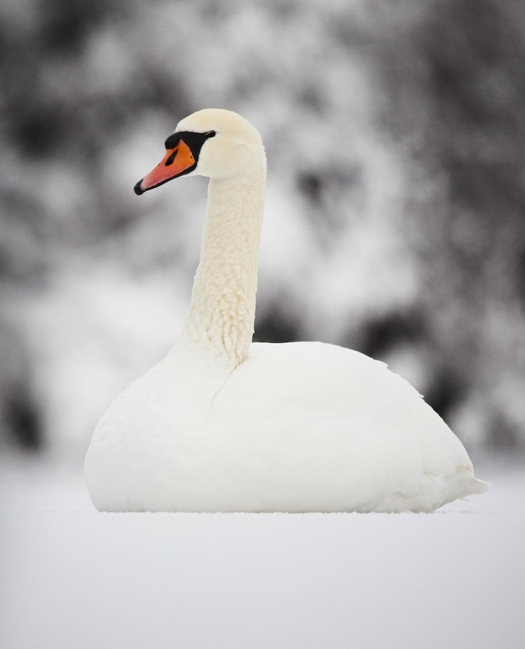 Foto primer plano de un cisne mudo en el hielo durante el invierno