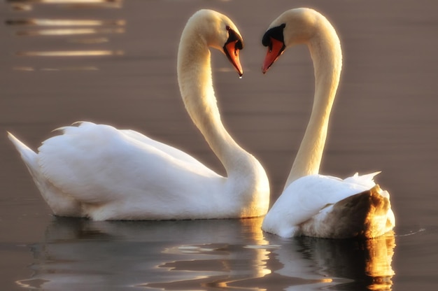 Primer plano de un cisne nadando en el lago
