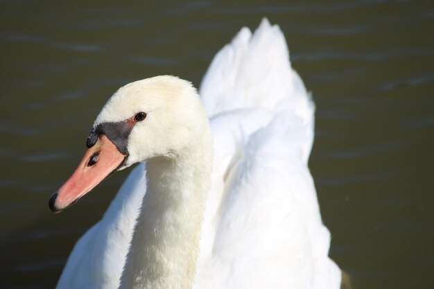 Foto primer plano de un cisne nadando en un lago